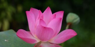 Jak jest F po angielsku?