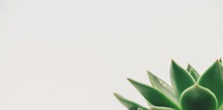 Za jaką minimalną kwotę można kupić Bitcoina?