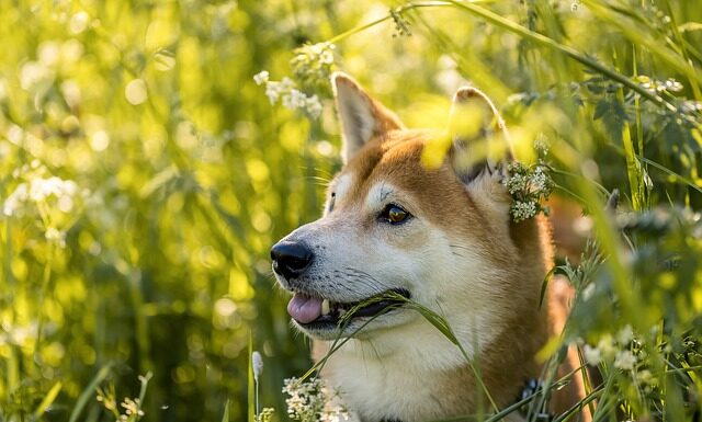 Ile kosztuje 1 shiba inu?