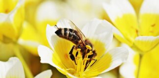 Czy jajecznica jest dobra po treningu?