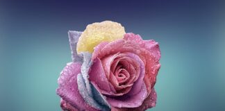 Czy płatki owsiane są dobre po treningu?