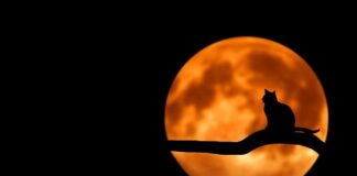 Dlaczego Luna tak spadła?